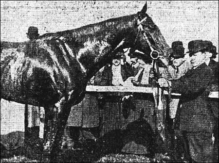 Photo of racehorse at Cardiff races in 1910